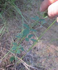 Desmodium psilophyllum