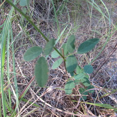 Desmodium psilophyllum