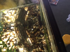 Tanichthys albonubes