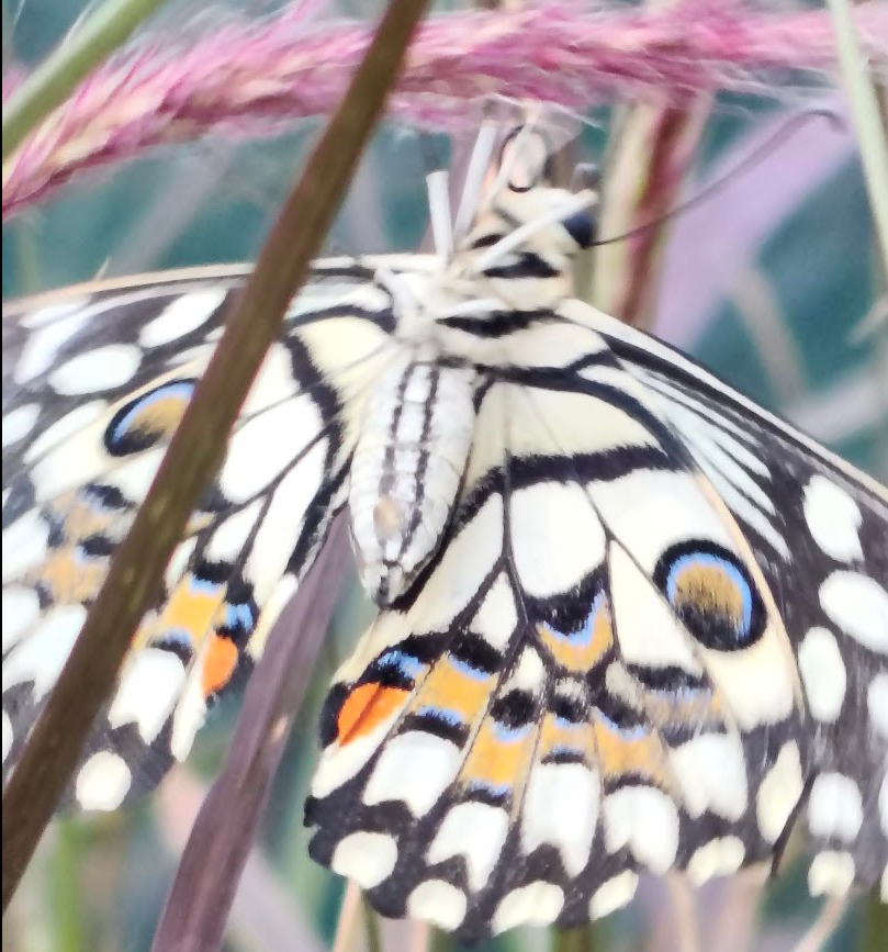 Lime Swallowtail