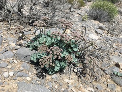 Cymopterus gilmanii