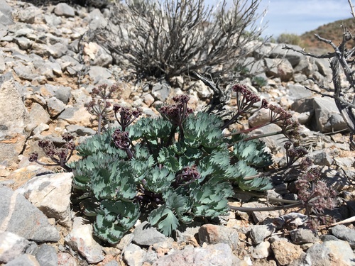 Image of Cymopterus gilmanii by (c) Matt Berger, some rights reserved (CC BY)