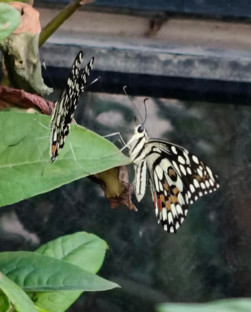Lime Swallowtail