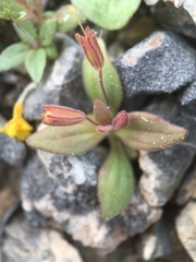 Erythranthe calcicola