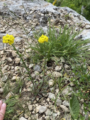 Erysimum cuspidatum, photograph 6