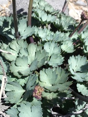 Cymopterus gilmanii