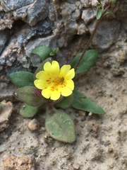 Erythranthe calcicola