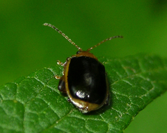 Capraita circumdata