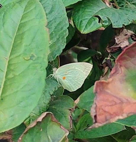 Mottled Emigrant