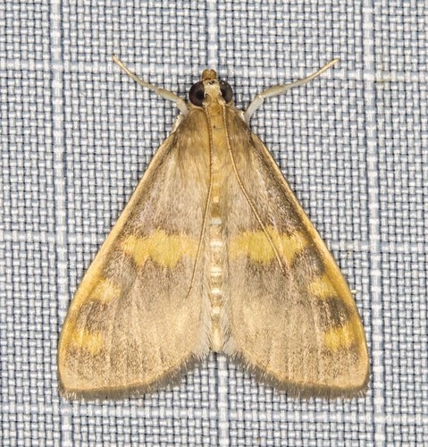 Rehimena surusalis (Walker, 1859)