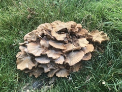 Fungi
