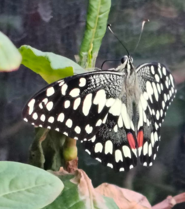 Lime Swallowtail