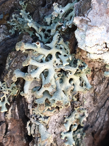 Powder-headed Tube Lichen