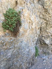 Phacelia perityloides