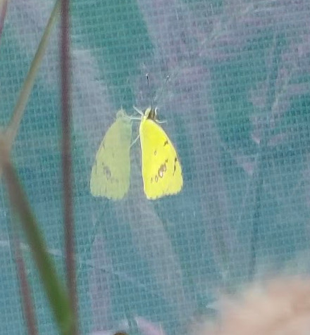 White Orange-Tip