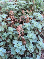 Phacelia perityloides