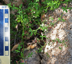 Galium wrightii