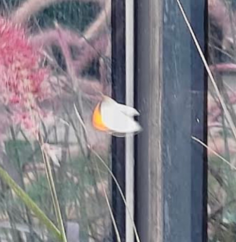 White Orange-Tip