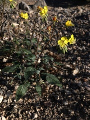 Chylismia claviformis lancifolia