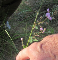 Desmodium psilophyllum