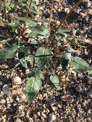 Chylismia claviformis lancifolia