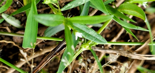 Old World Diamond Flower