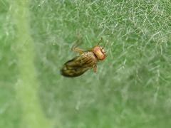Opomyza petrei