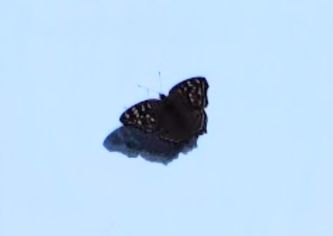Lemon Pansy