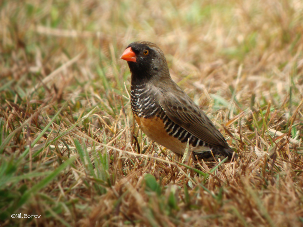 Ortygospiza