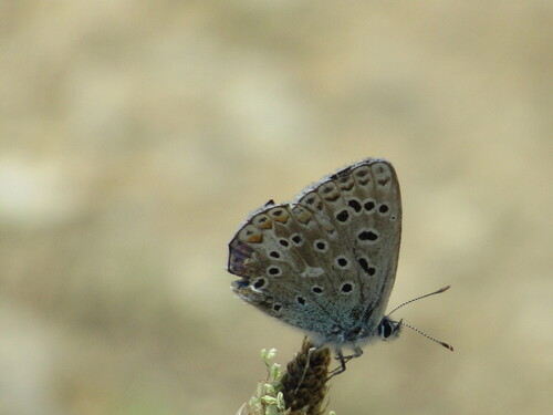 Adonis Blue photo 4