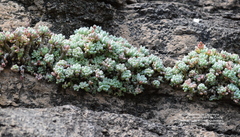 Graptopetalum pachyphyllum