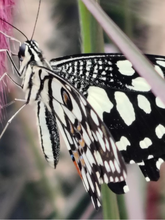 Lime Swallowtail