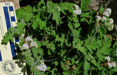 Phacelia rupestris