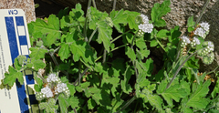 Phacelia rupestris