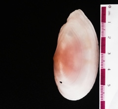 Sanguinolaria sanguinolenta