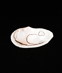 Sanguinolaria sanguinolenta