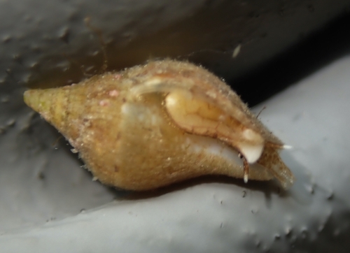 Columbella rusticoides observed 2025-06-04