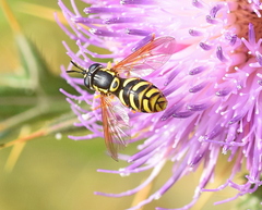 Chrysotoxum elegans