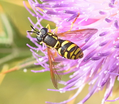 Chrysotoxum elegans
