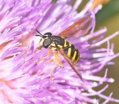 Chrysotoxum elegans