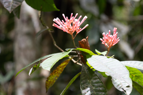Isertia rosea