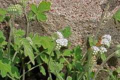 Phacelia rupestris