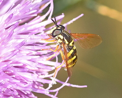 Chrysotoxum elegans