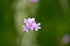 Josip Skejo, CC BY, iNaturalist via GBIF Armeria canescens, photograph Josip Skejo, CC BY, iNaturalist via GBIF