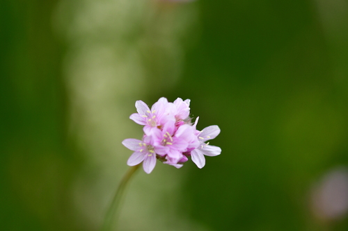 Armeria canescens, photograph 3