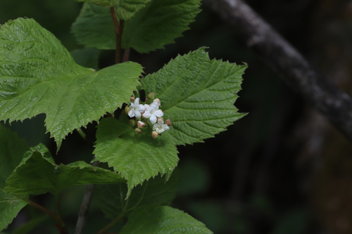 Viburnum koreanum iNat (1)