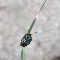 Cosmopepla decorata