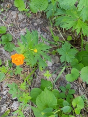 Trollius asiaticus