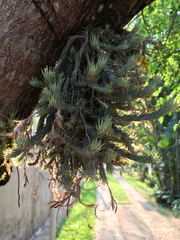 Tillandsia tricholepis