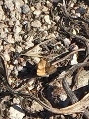 Heliothis phloxiphaga